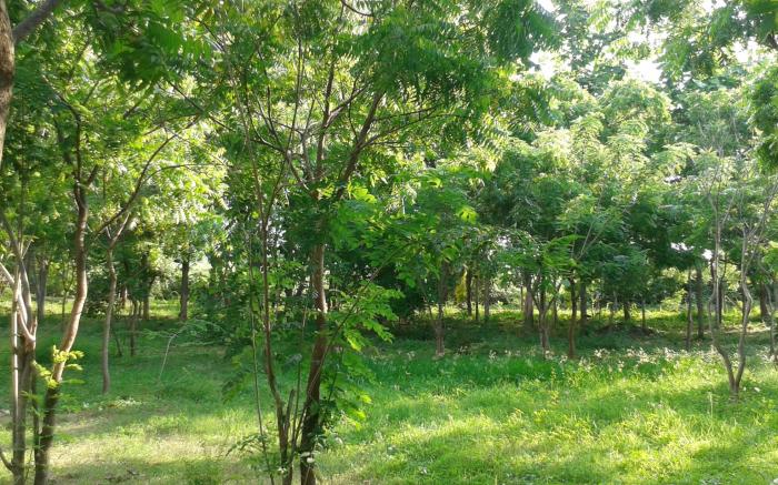 Lavish Eco Jungle