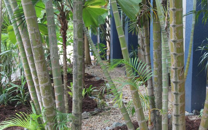 Bohemia Resort Cairns