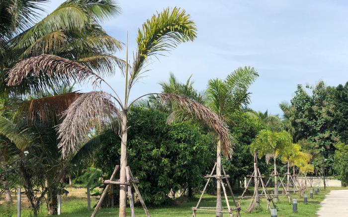 CoCo Tree Resort