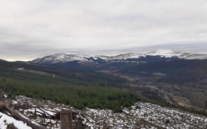 The White Stag
