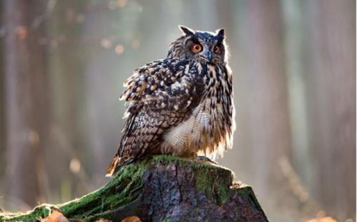 8 Owls B&B