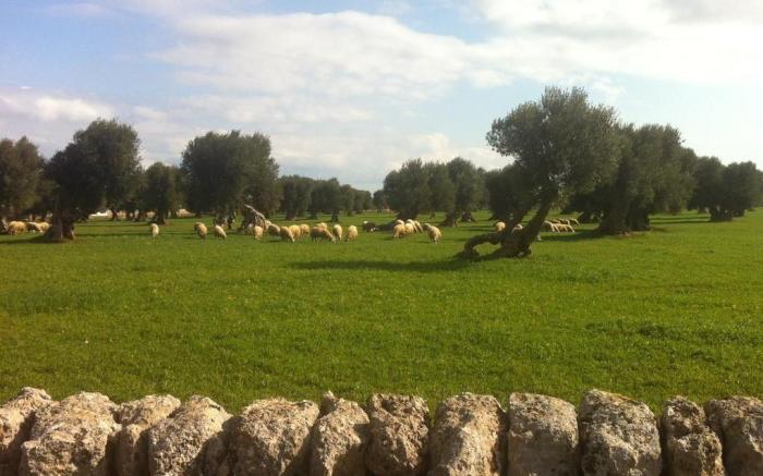 Masseria Pelosella B&B