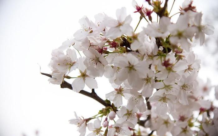 hadong sansaesori pensyeon