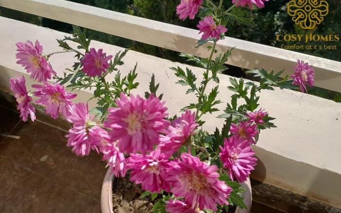 Cosy Homes Malsi Near Max Hospital