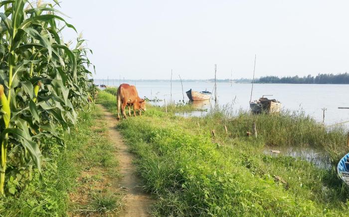 RIVERSIDE HAMLET Hoi An Homestay & Villas