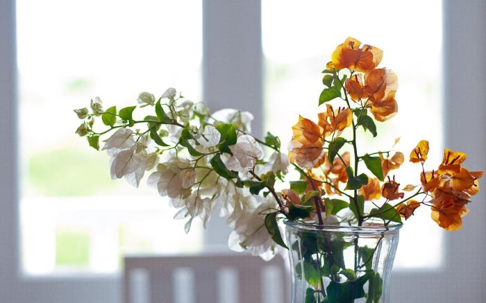 Mama Mia at Charlotte House.