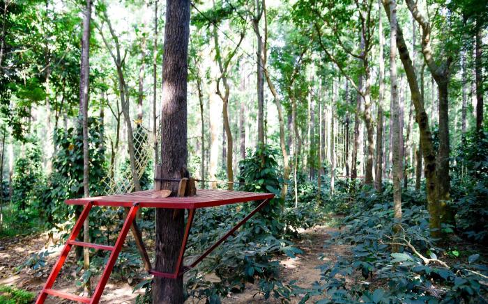 The Spectrum Resort – Chikmagalur