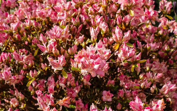 La Maison Boutique Hotel