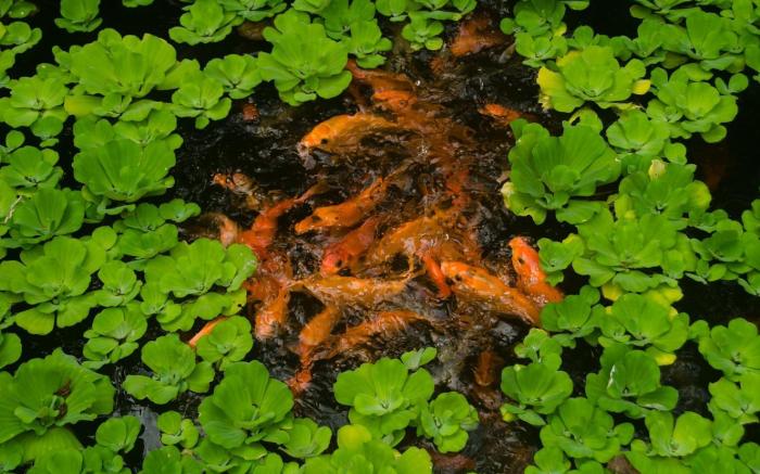 Deep Forest Garden Hotel