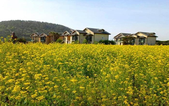 Jeju ppalkanpungcha pension