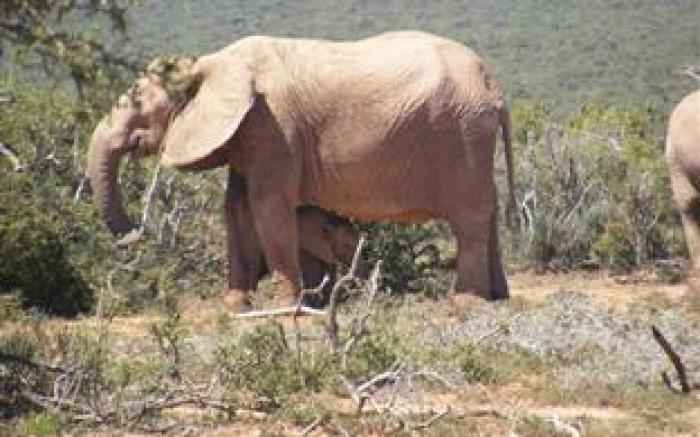 De Old Drift Guest Farm Bed and Breakfast