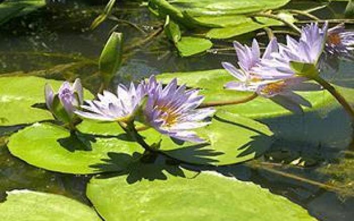 Swellendam Country Lodge - Guest House - B&B