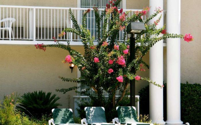 Palmera Inn & Suites