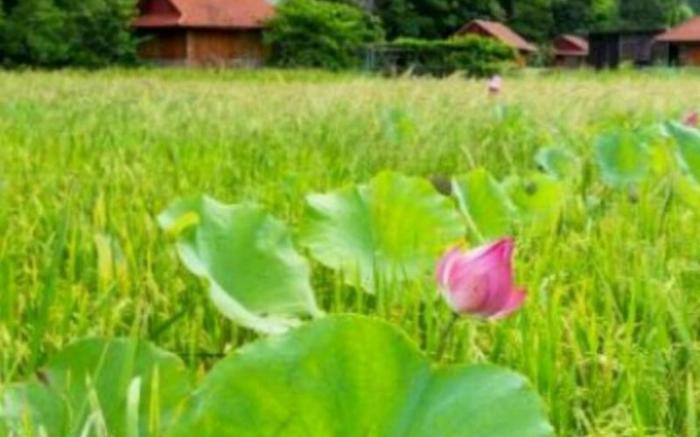 Lotus Field Homestay