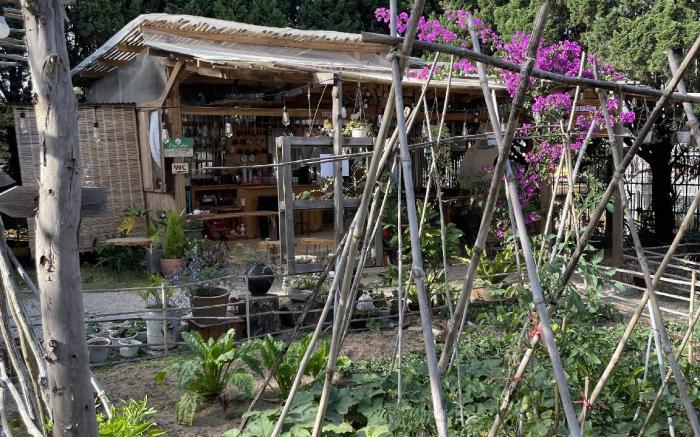 Pine Tree Homestay
