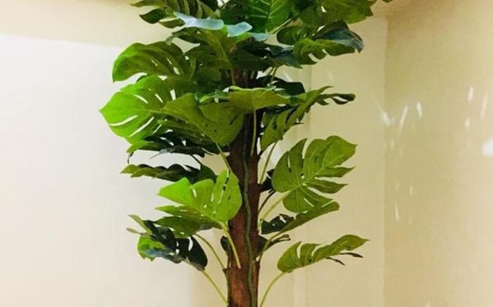 Dreamway House Bed & Breakfast