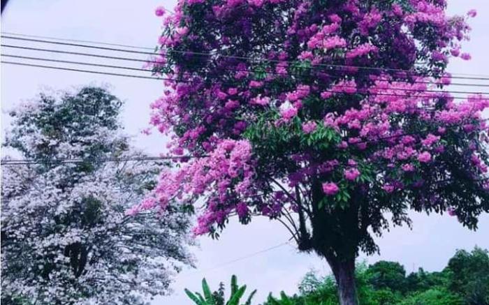 Sakura Homestay 14 pax @ Miri Jln Padang Kerbau