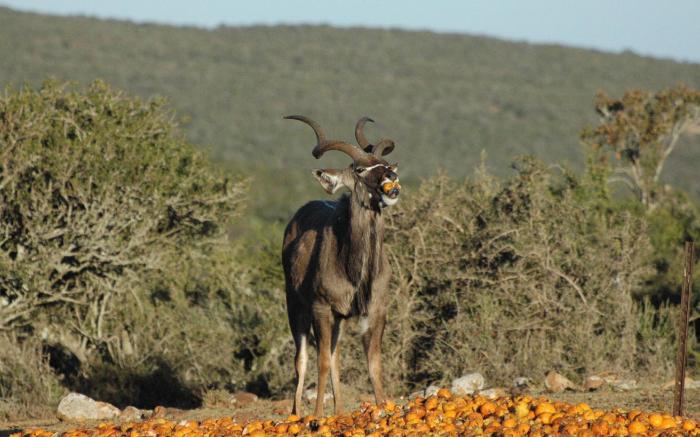 Valley Bushveld Country Lodge