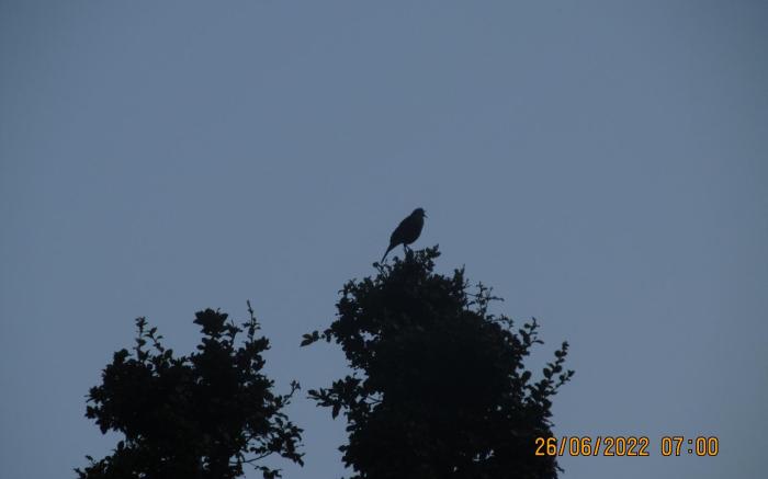 Mozo - Tree House Hostel Jibhi