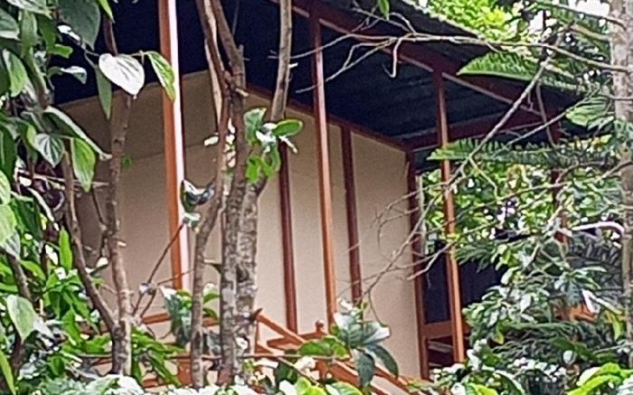 Greenacres Tree House