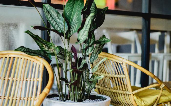 Sugar Hostel Weligama- Co-Living & Co-Working