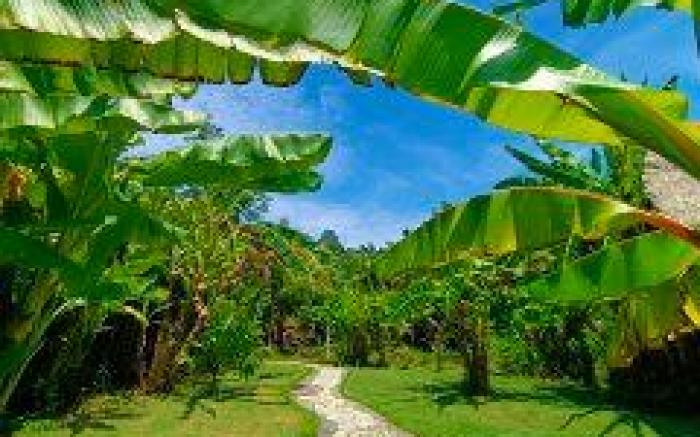 Sunrise Paradise Bali