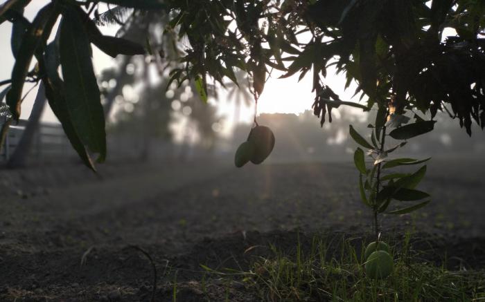 THE FARM CREST, ECR KADALUR VILLAGE