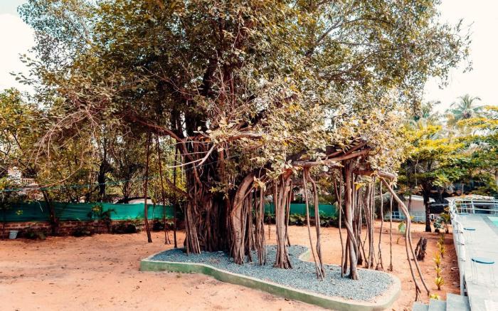 Sands of baga 