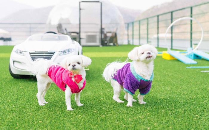 Gapyeong Ppettidog Pension