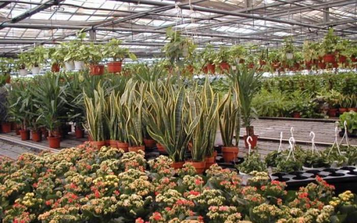Societa Agricola MG Florplant