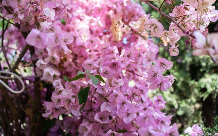 The Bougainvillea Retreat