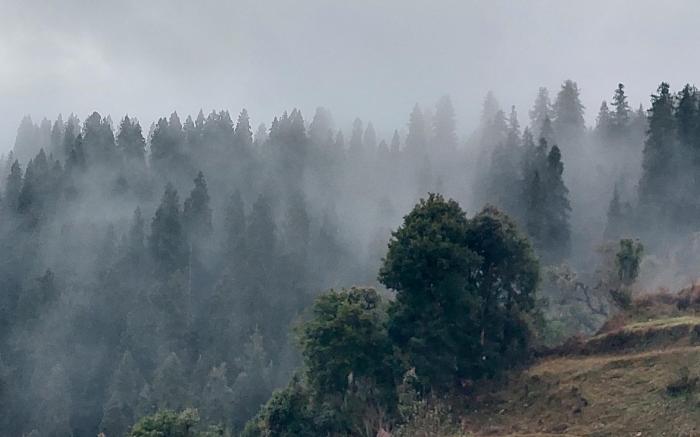 The Himalayan Deodar