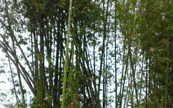 Kinabalu Poring Vacation Lodge