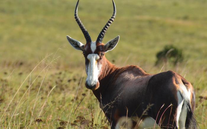 Mount Savannah Lodge by Dream Resorts