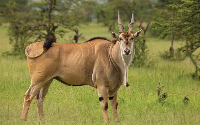 Mount Savannah Lodge by Dream Resorts