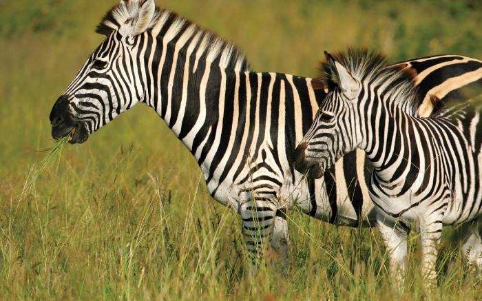 Mount Savannah Lodge by Dream Resorts