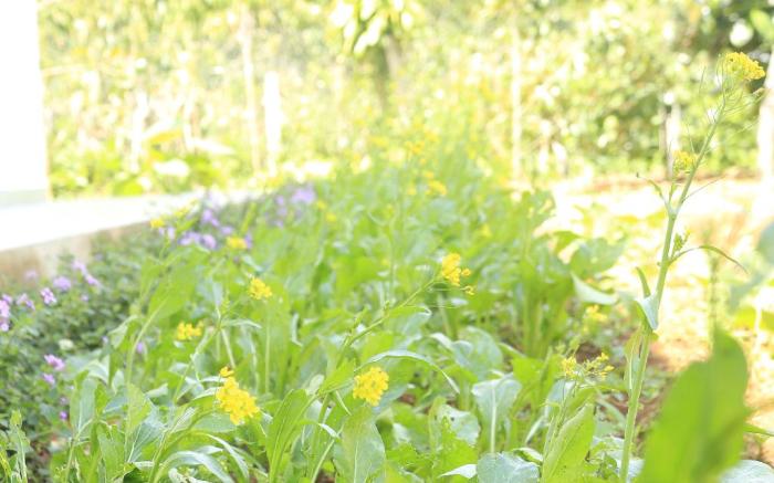 Homestay Tropical Fruit Garden Vo Uu Garden