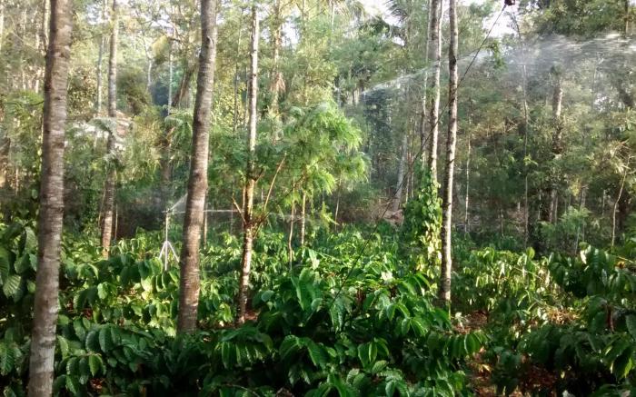 Yelagudige homestay
