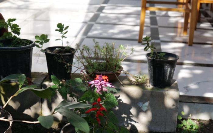 The Palm Bliss Resort