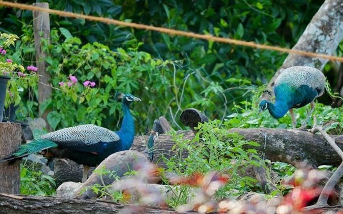 Peacock Villa