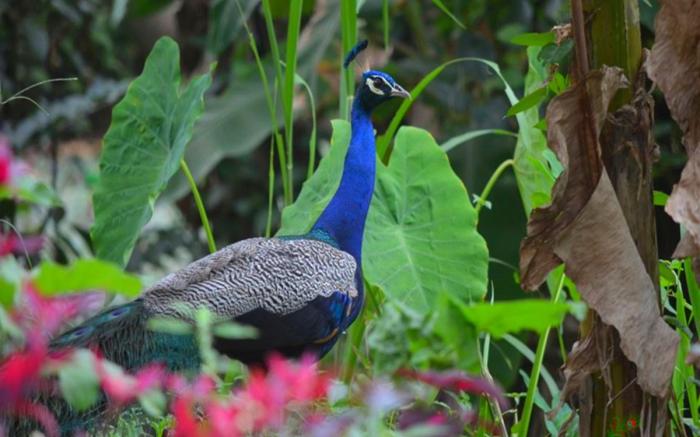 Peacock Villa