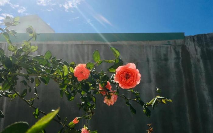 Thanh Nhan homestay Vung Tau