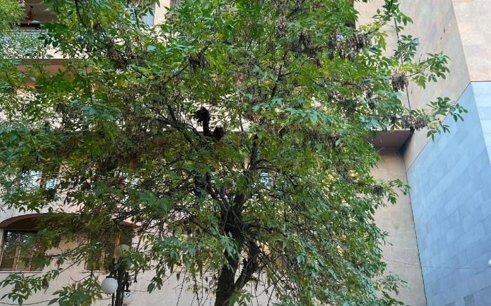 Sweet Home apartments