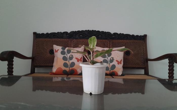 Jasmine Guesthouse