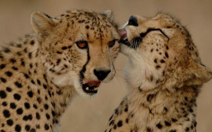 Nkambeni Safari Camp