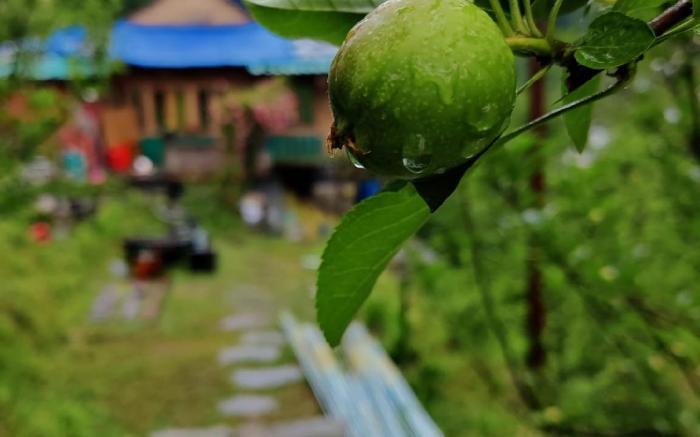 Wild Vairage Cottage - Tirthan Valley