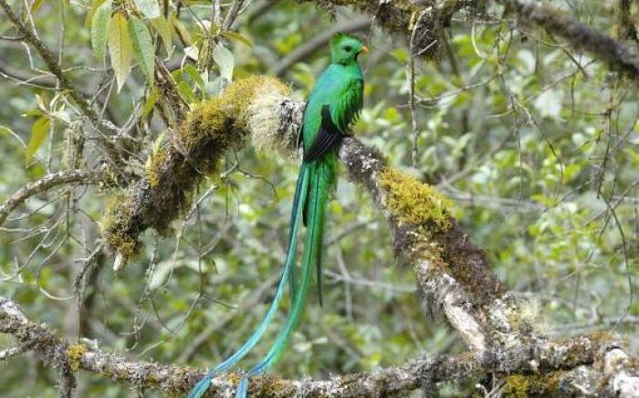 Monteverde Ecolodge