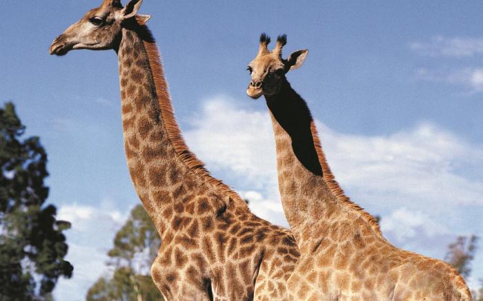 Aquila Private Game Reserve
