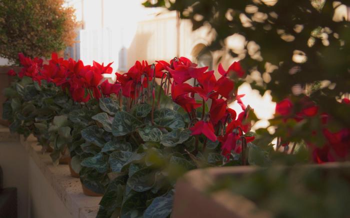 Residenza Canova Tadolini - Guesthouse