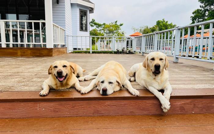 For Paws Dog Camp